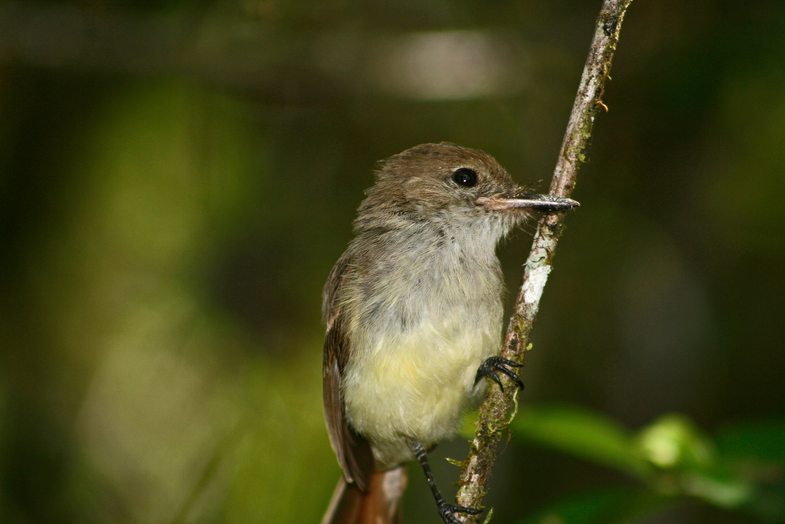 Darwin Finch on Galapagos Islands